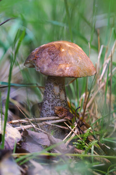 1. TITLE
Brown birch bolete mushroom growing on the forest floor among grass and dry leaves, Germany 