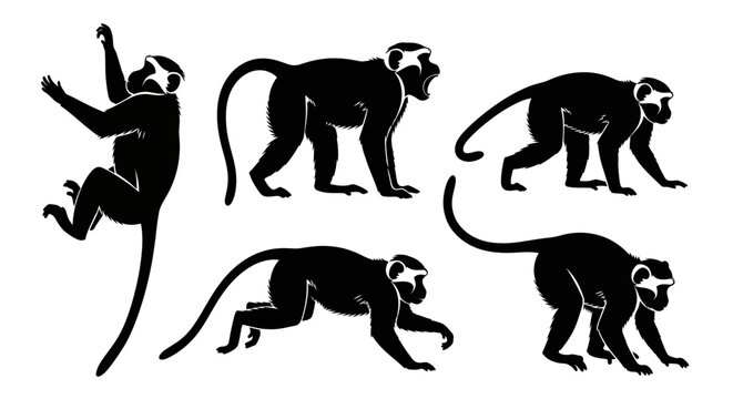 Set of Monkey Silhouettes in Various Poses