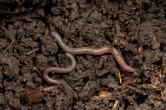Nightcrawler worms in soil. Earthworms, soil health and fishing bait concept.
