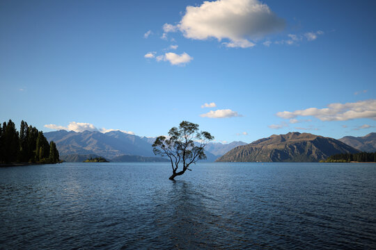 tree in the middle of a lake