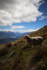 Fototapeta premium sheep in the mountains