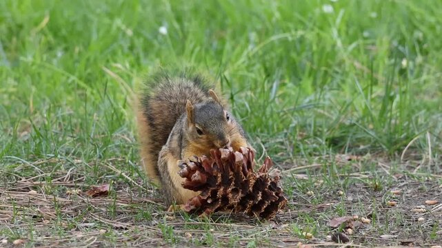 fox squirrel nibbling on a pine cone on grass
