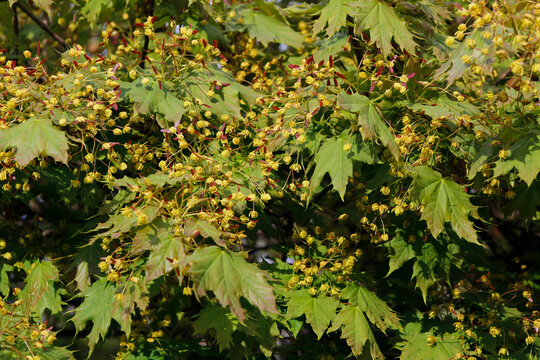 flowering ornamental maple in spring

