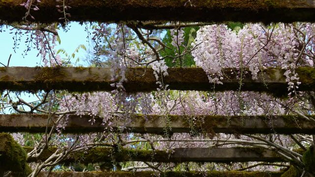 A close-up shot of blooming flowers hanging from a wooden structure. The mood is calm and natural. Shot in a garden or park. Good for nature, relaxation, or floral themes