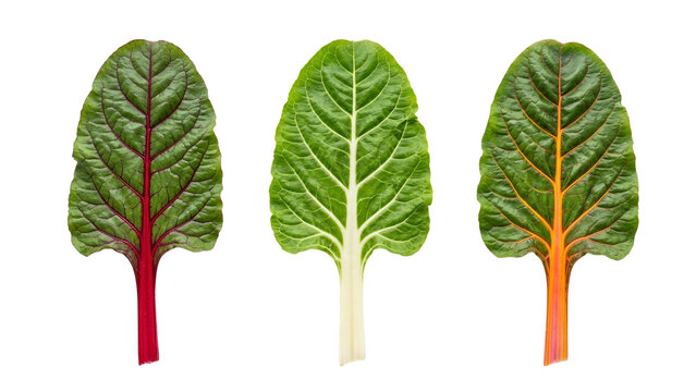 Three Single Swiss Chard Leaves with Red White and Yellow Stems, Isolated on Transparent Background