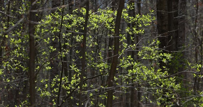 spring park at sunset, close up view of bright new greenery illuminated by the back light, black tree trunks, fresh foliage