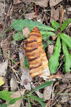 Empty pupa case (exuviae) of a Rain Moth (Abantiades), South Australia