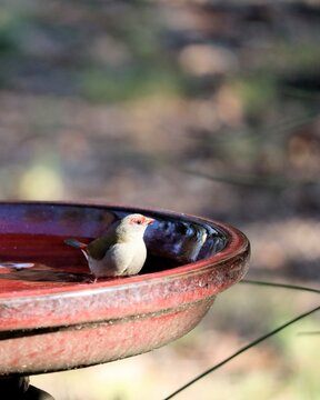 Red-browed Finch (Neochmia temporalis) bathing, South Australia
