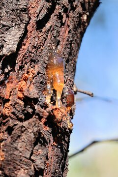 Evidence of termite infestation in Acacia tree trunk, South Australia