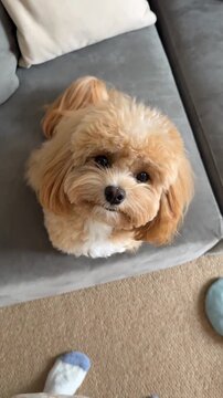 Cute small dog sitting on a gray couch