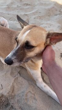 Friendly Stray Dog Petted on Latin American Beach Vertical 4K