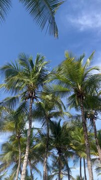Vertical low angle shot of palm trees against blue sky