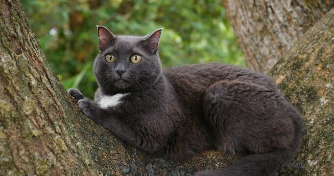 Cat resting outdoors. Quiet feline seated on tree. Serene gray cat perched on sturdy branch among lush leaves. Calm feline lying peacefully on branch within vibrant green forest canopy