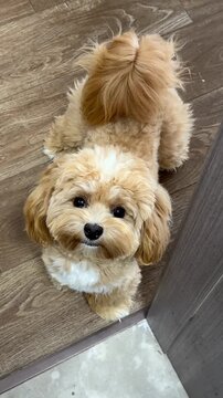 Cute green and brown dog looking up