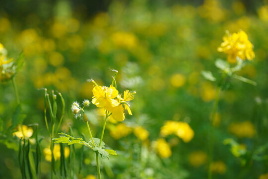 Greater Celandine Bloom in Warm Sunlight with Soft Bokeh