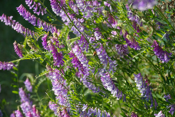 Obraz premium Honeybee on Hairy Vetch Flowers in Sunlight