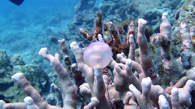 Cuttlefish hatching from egg (Sepia latimanus), baby emerging, underwater marine life