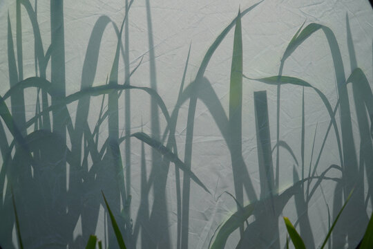 Paradox using diffusers of ordinary silver grass fields, beauty is an implication, I think.실플
