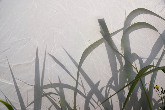 Paradox using diffusers of ordinary silver grass fields, beauty is an implication, I think.