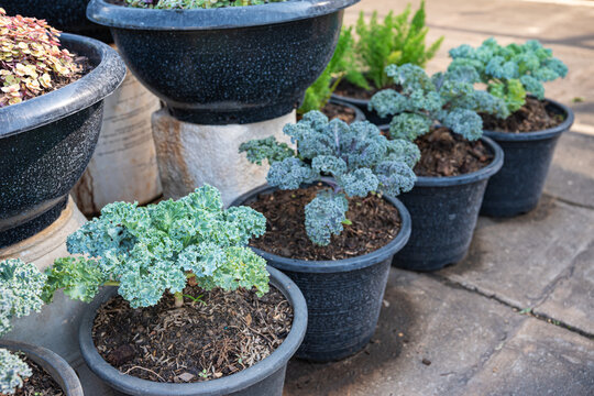 Row of healthy, curly green kale plants cultivated in black nursery pots outdoors. Perfect for urban gardening, home farming, organic vegetables, and sustainable lifestyle content.