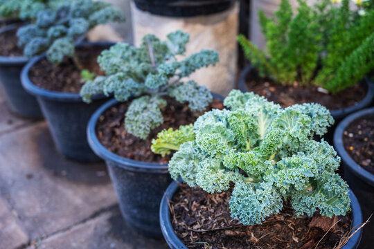 Row of healthy, curly green kale plants cultivated in black nursery pots outdoors. Perfect for urban gardening, home farming, organic vegetables, and sustainable lifestyle content.