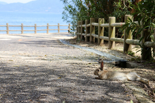 大久野島の木陰で昼寝するうさぎ