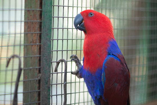 Red parrot with blue wings perches on cage bars. Bright plumage contrasts against green background. Ideal for nature, wildlife, or pet themes.
