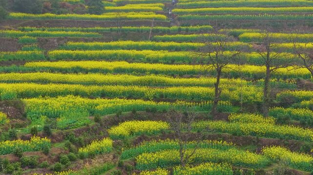 Aerial View of Canola fields at Jiangling Village, Wuyuan, Jiangxi, China