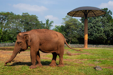 Naklejka premium Brown elephant stands in calm, sunlit green field. Skin wrinkles and large ear reveal its gentle nature. Ideal for nature, wildlife.