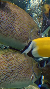 Vivid display of marine life activity. Closeup of diver amid lively reef fish ebbs. Intense underwater photography capturing tropical fish feeding around diver in vibrant reef environment