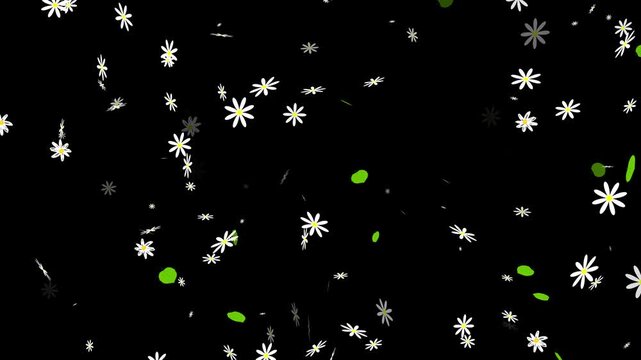 Abstract Animation of White Daisy Flowers Falling Slowly Like Particles. Realistic Daisy Petals and Flower Heads Dropping Downwards stock video.
