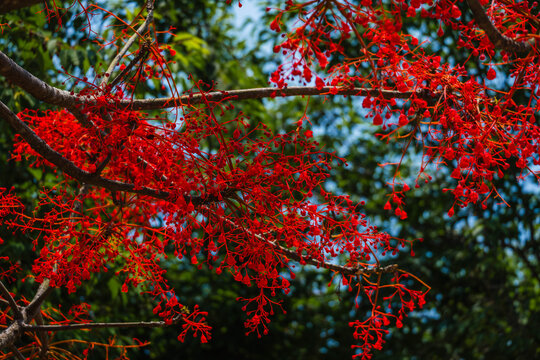 Brachychiton Acerifolius Illawarra Flame Tree