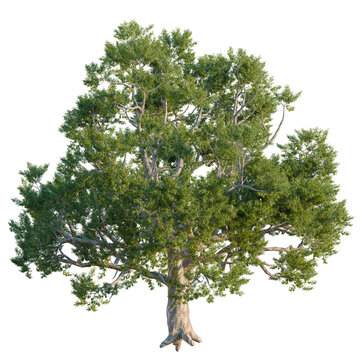 Stately Tasmanian Blue Gum tree (Eucalyptus globulus) showing realistic bark texture and lush leaves, isolated on black background, high-quality 3D botanical asset for landscape design projects.