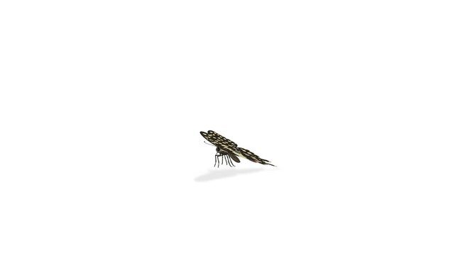 A stunning visual journey of a butterfly landing and revealing its detailed anatomy, showcasing the beauty and complexity of this winged insect.