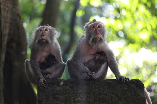 two mother monkeys and babies 