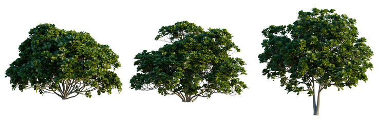 Fototapeta premium Set of three different Ficus lyrata shrubs with lush green foliage isolated on black background, Fiddle Leaf Fig collection for landscape planning and architectural visualization.