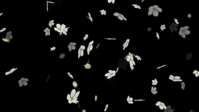 Realistic 4K Daisy Petals and Flower Heads Dropping Downwards stock video.. Romantic Floral Path Motion with Falling Daisies and Magic Glow