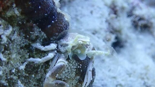 Anemone crab filter feeding, porcelain crab catching plankton, macro underwater marine life