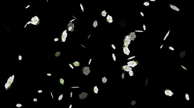 Realistic 4K Daisy Petals and Flower Heads Dropping Downwards stock video.. Romantic Floral Path Motion with Falling Daisies and Magic Glow
