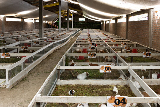 Galpones  corrales de crianza de cobayas, cuy o cuyes para consumo humano en los andes peruanos