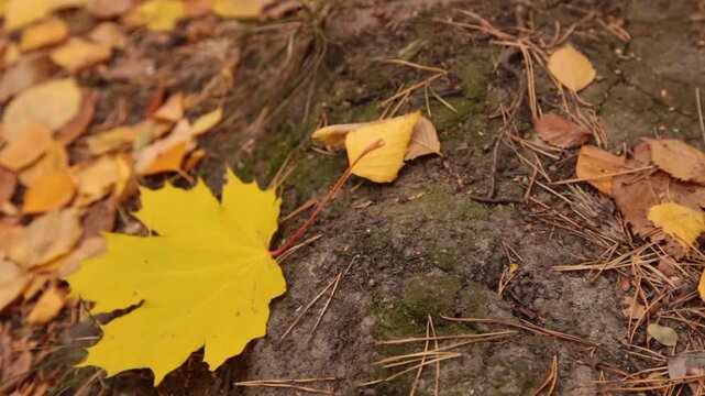 A yellow maple leaf lies on a stone and trembles in the wind