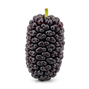 Closeup of a ripe dark mulberry fruit on a white background.