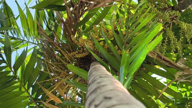 Areca catechu plant with a tall slender trunk and graceful fronds, creating a vibrant tropical scene with lush greenery and natural elegance.