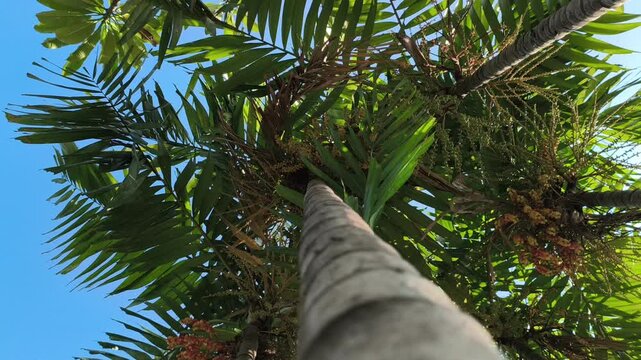 Areca catechu plant with a tall slender trunk and graceful fronds, creating a vibrant tropical scene with lush greenery and natural elegance.