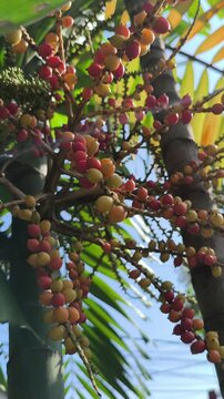 Areca catechu fruits hanging in clusters, displaying vibrant orange tones and smooth texture, creating a striking tropical scene with natural detail and botanical interest.