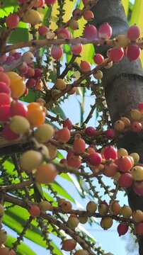 Areca catechu fruits hanging in clusters, displaying vibrant orange tones and smooth texture, creating a striking tropical scene with natural detail and botanical interest.