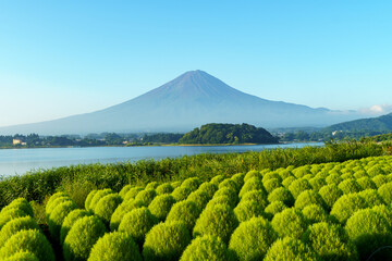 Stunning summer view of Mount Fuji with vibrant green Kochia fields at Oishi Park, Lake Kawaguchi, Japan. © Kanata