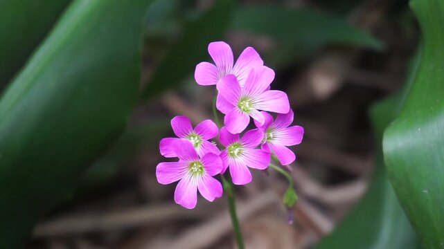 A cluster of small, beautiful, bright pink Oxalis flowers growing among the lush green foliage. The striking contrast of the reddish purple against the soft green background creates a fresh aesthetic.