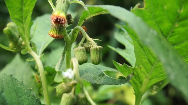 Close up of a wild Crassocephalum crepidioides plant with flower buds and a small orange ladybug on its stem.