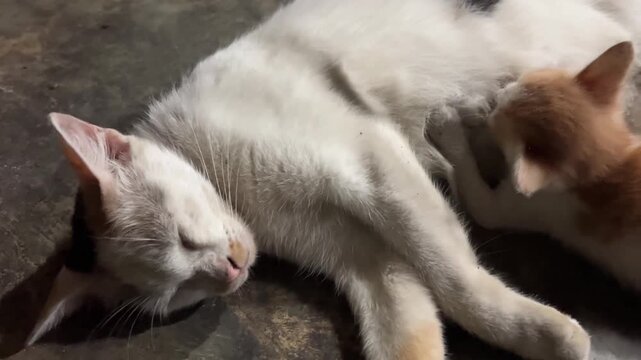 Small orange-white kitten nursing from its mother cat lying asleep on dark rough surface. Warm lighting highlights tender bond and natural maternal moment.